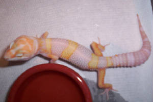 keiko.jpg